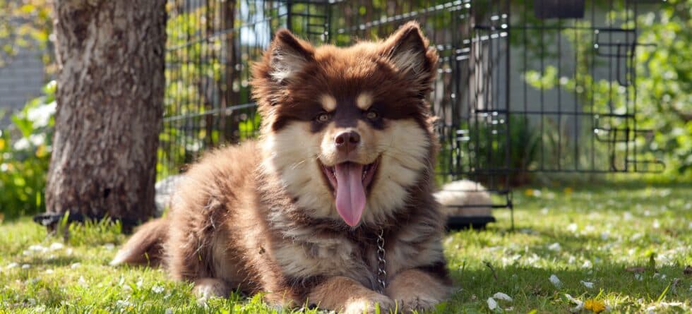 Is Adopting A 9-week-old Puppy Too Late?