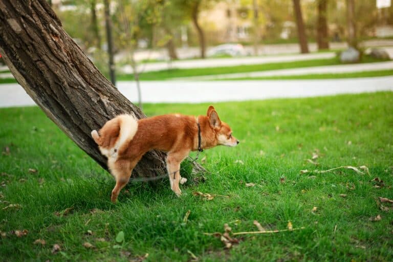 Is It Okay To Take An 8-week-old Puppy Outside To Relieve Itself?