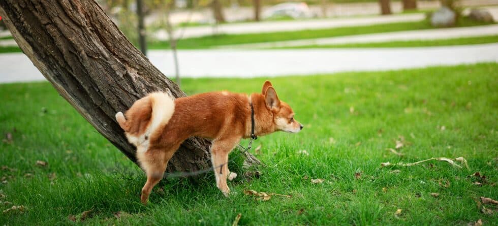 Is It Okay To Take An 8-week-old Puppy Outside To Relieve Itself?