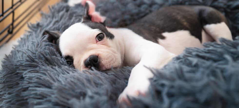 Is It Recommended To Use A Crate On A Puppy’s First Night?