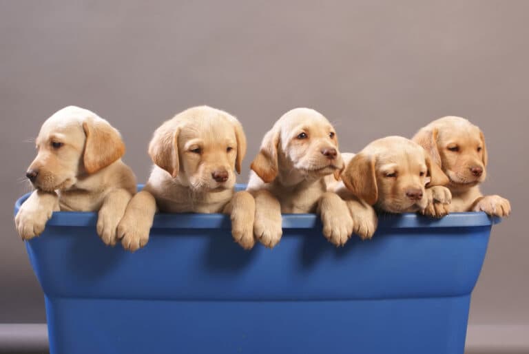 The Best Methods For Choosing A Lab Puppy From A Litter?