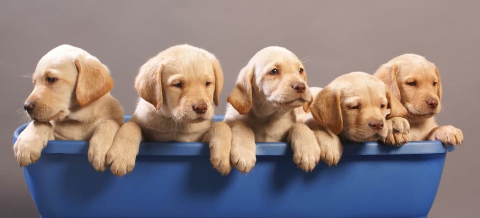 The Best Methods For Choosing A Lab Puppy From A Litter?
