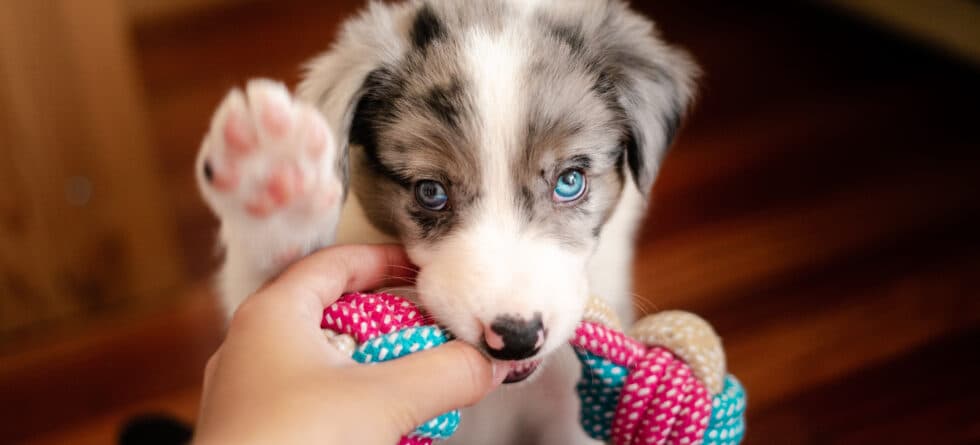 What’s The 3-day Rule For Puppies?