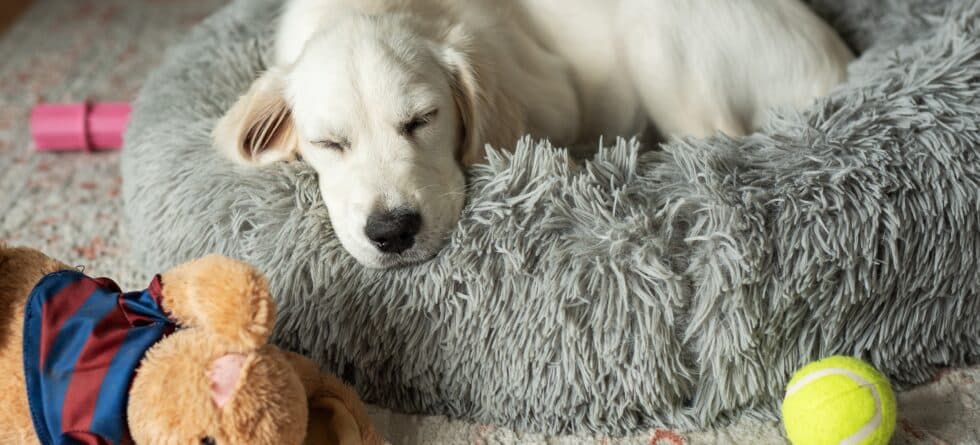 Where Is The Best Spot For A Puppy To Sleep At Night?