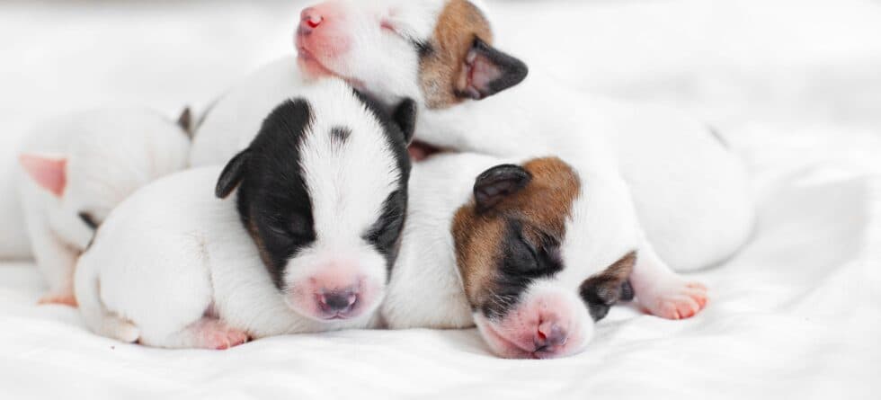 Why Shouldn’t Young Puppies Be Touched?