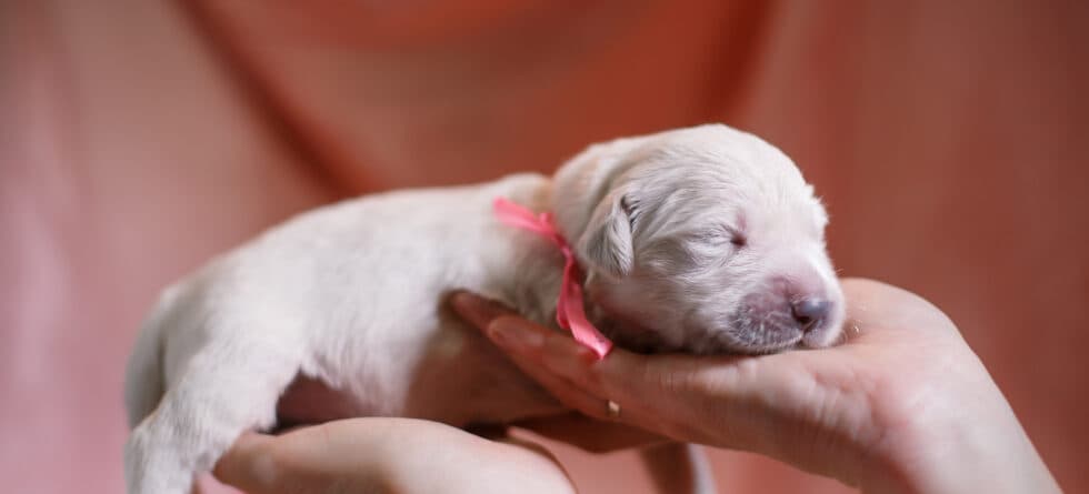 Is It Advisable To Pick The Biggest Puppy In The Litter?