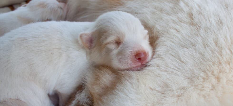 Should You Select The Runt In A Litter?