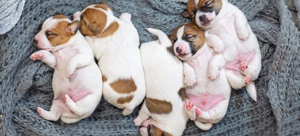 What Happens If You Bring Home A Puppy At 5 Weeks?