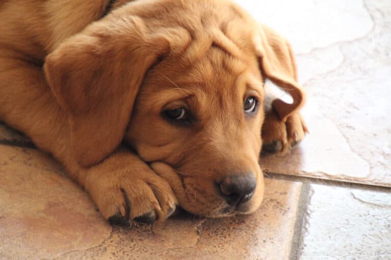 What Happens To Unsold Puppies In Puppy Mills?