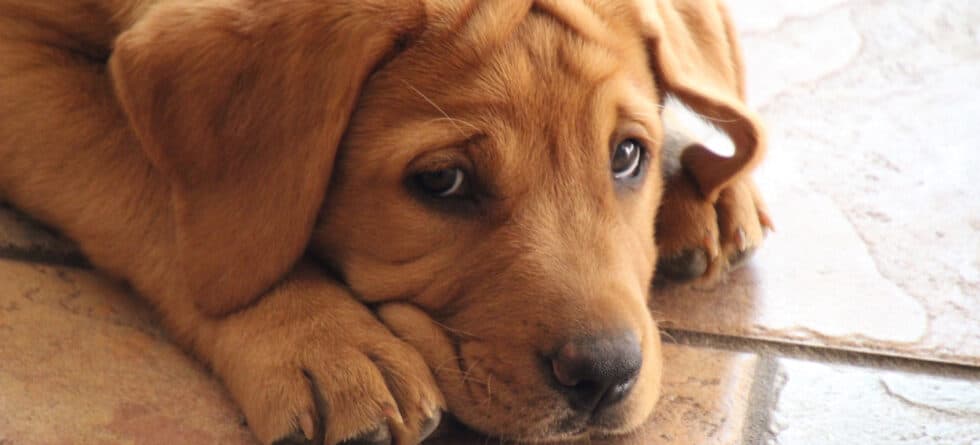 What Happens To Unsold Puppies In Puppy Mills?
