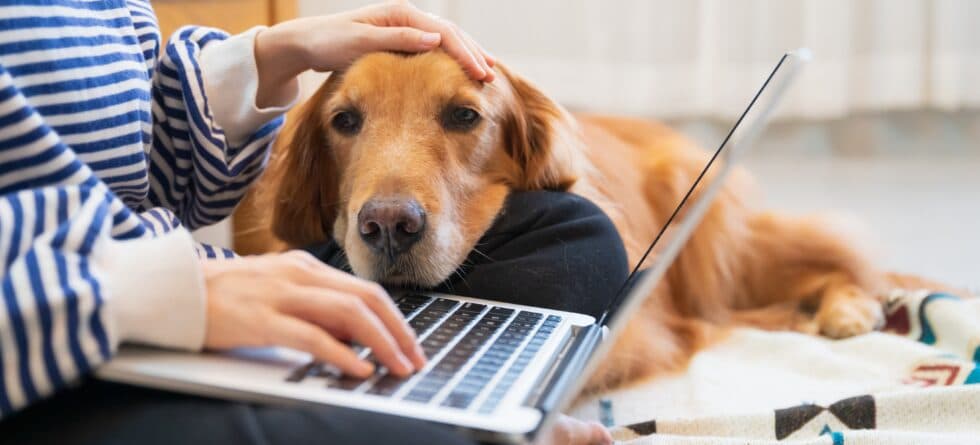 Can You Own A Dog If You Work Regular Hours?