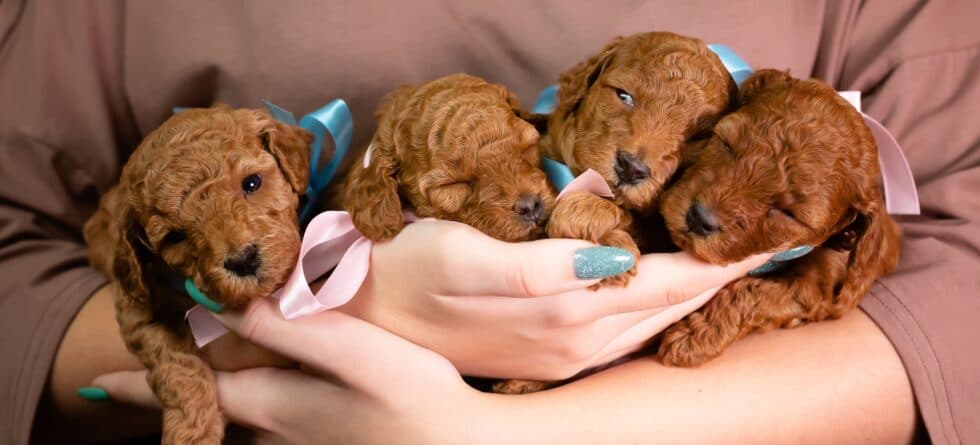 How Can You Make Sure A Breeder Isn’t A Puppy Mill?