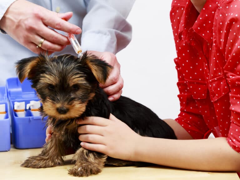How Much Does It Cost To Vaccinate A Puppy?