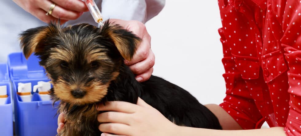 How Much Does It Cost To Vaccinate A Puppy?