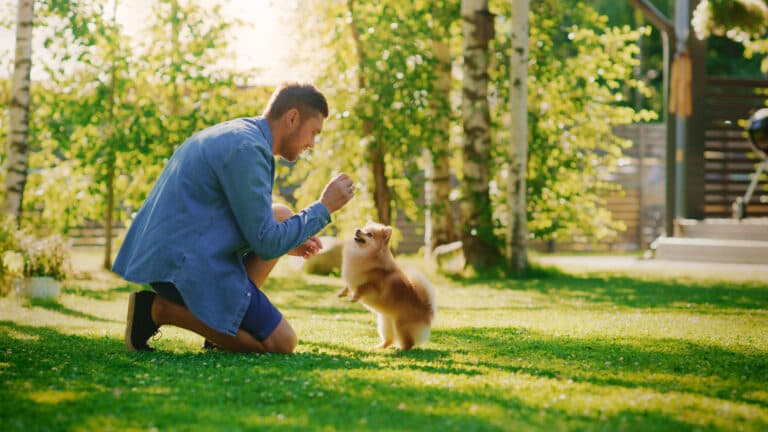 What Should You Train Your Puppy To Do First?