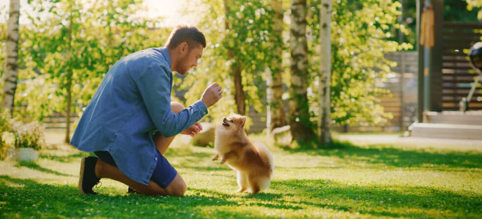 What Should You Train Your Puppy To Do First?