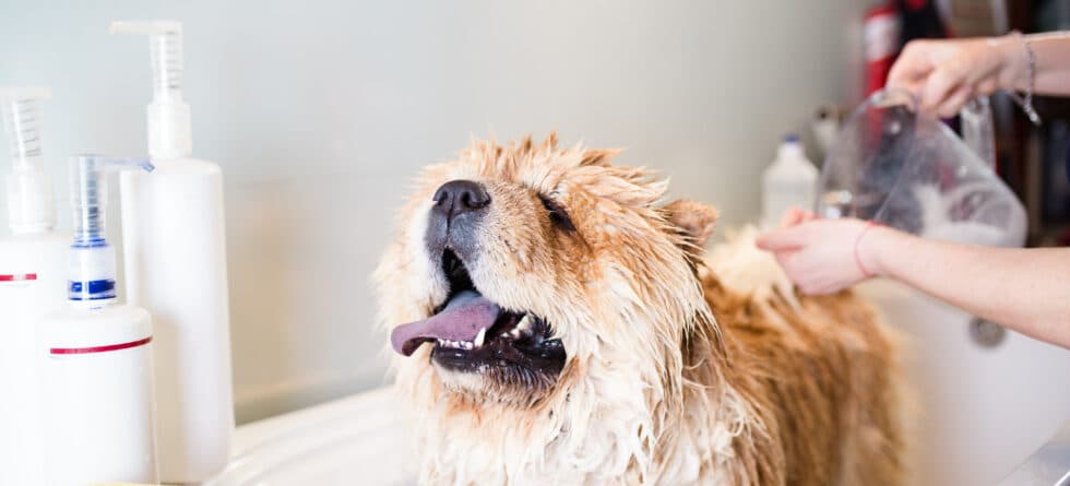 When Can You Give A Puppy Its First Bath?