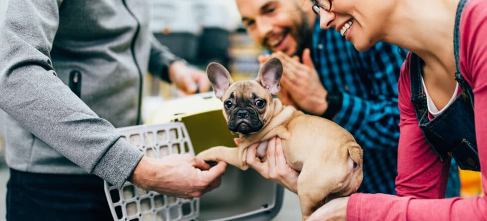 Why Shouldn’t You Buy A Puppy From Certain Breeders?