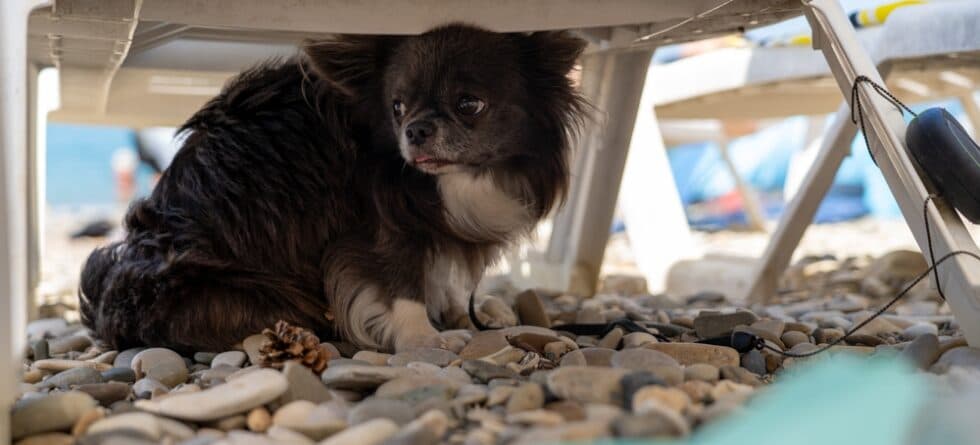 Do Chihuahuas Get Sick Often?