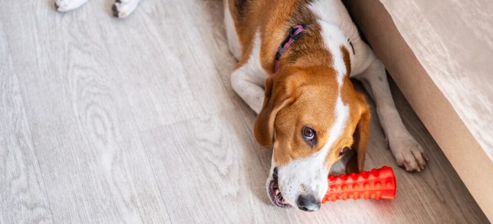 How Can You Housebreak A Puppy In Five Days?