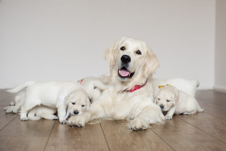How Can You Spot A Puppy Mill?