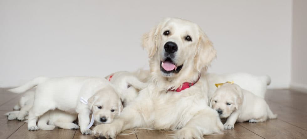 How Can You Spot A Puppy Mill?
