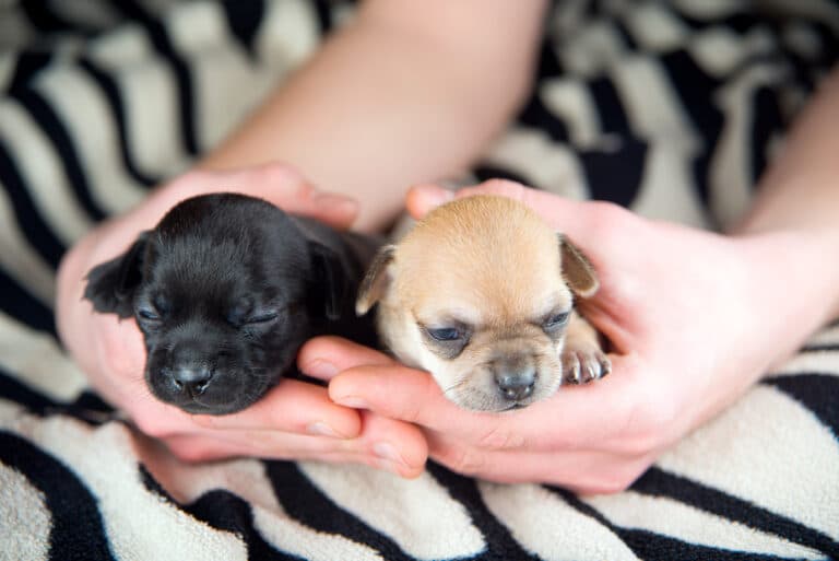 How Can You Verify A Puppy Breeder’s Legitimacy?