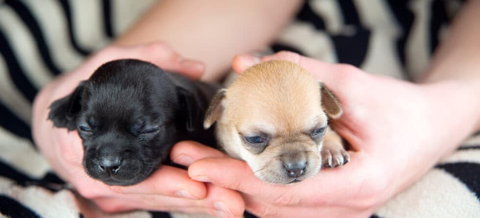 How Can You Verify A Puppy Breeder’s Legitimacy?