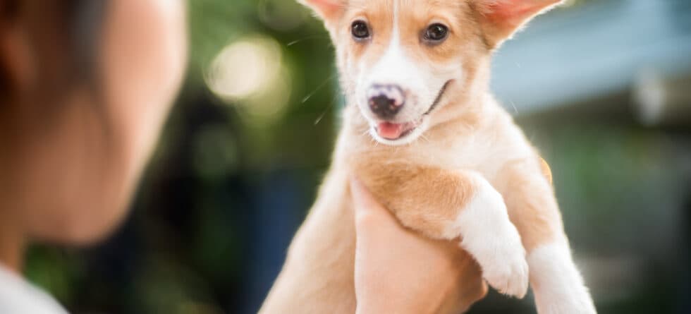 Should You Carry Your Puppy Outside To Relieve Itself?