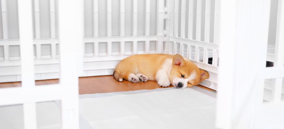 Should You Use Pee Pads In A Puppy’s Crate?