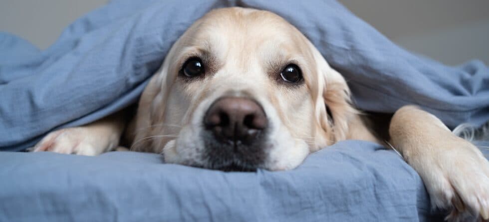 Should You Wake A Puppy At Night To Use The Bathroom?