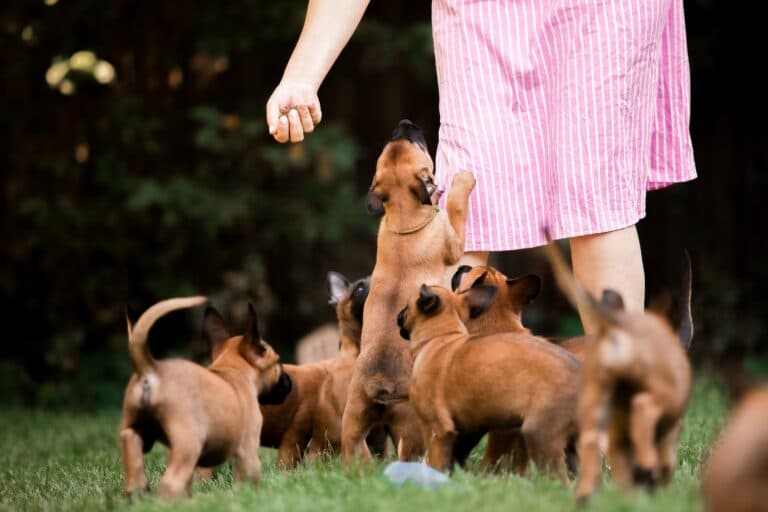 What Are Red Flags For Identifying A Puppy Mill?