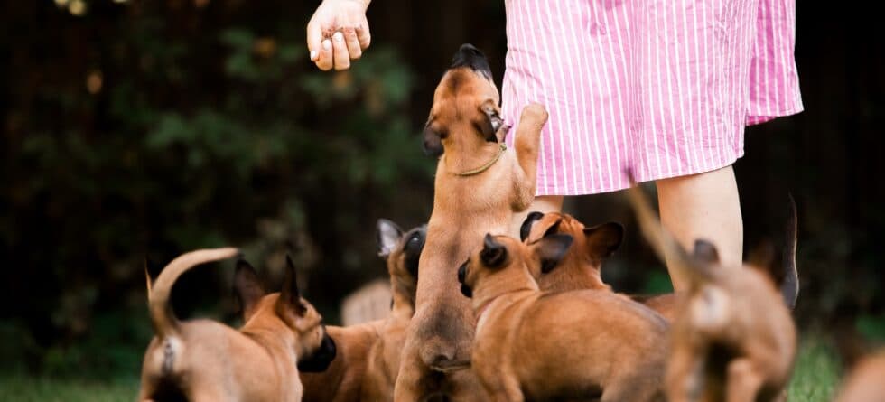 What Are Red Flags For Identifying A Puppy Mill?
