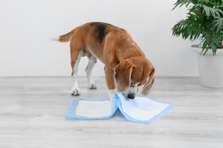 What’s The 10-minute Rule In Potty Training?
