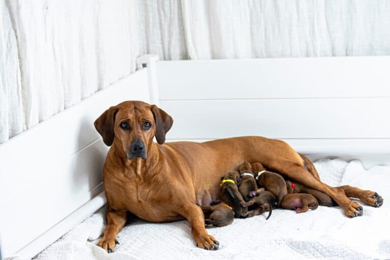 Which States Have Banned Puppy Mills?