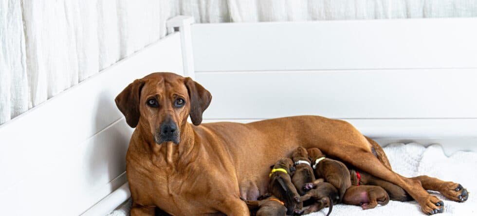 Which States Have Banned Puppy Mills?