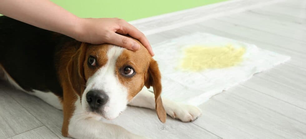 Do Pee Pads Interfere With Potty Training?