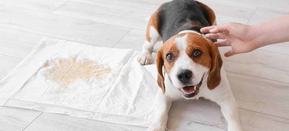 How Do You Encourage A Puppy To Use A Pee Pad?