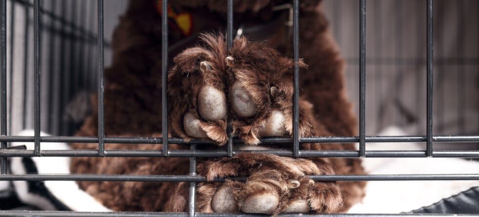 Should You Lock A Puppy In A Crate At Night?