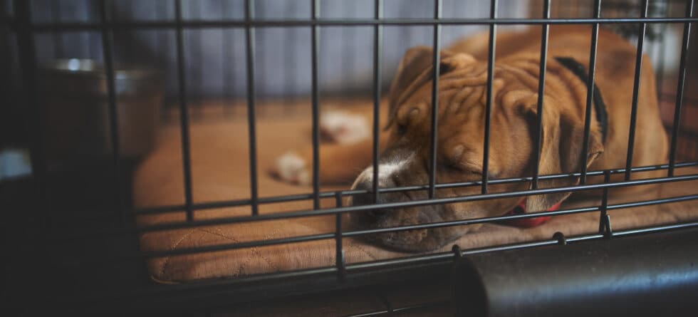 Should You Take A Puppy Out Of Its Crate At Night To Pee?