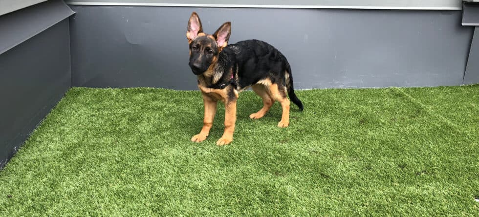 What Are Cue Words For Training A Puppy To Go Outside?
