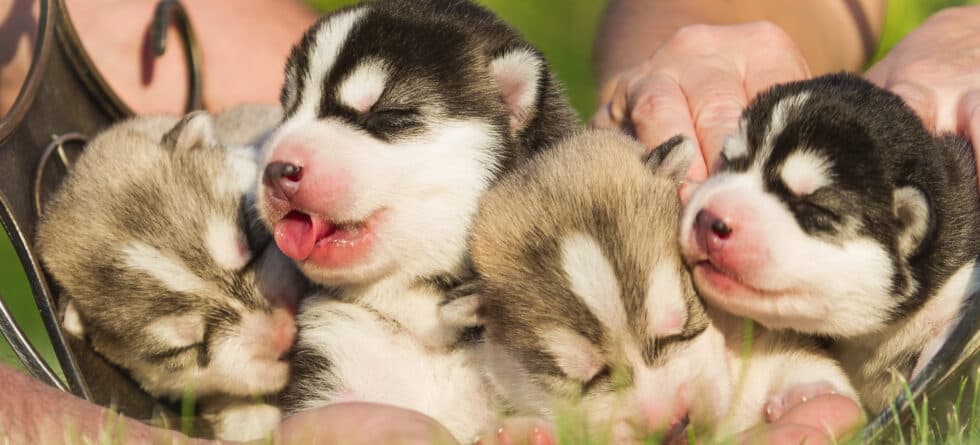What Distinguishes A Reputable Puppy From A Backyard Breeder?