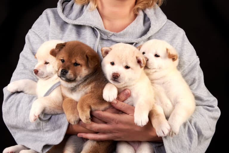 What Are The Characteristics Of A Reputable Breeder?
