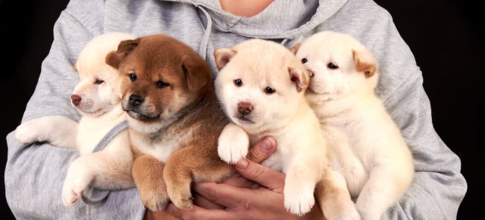 What Are The Characteristics Of A Reputable Breeder?