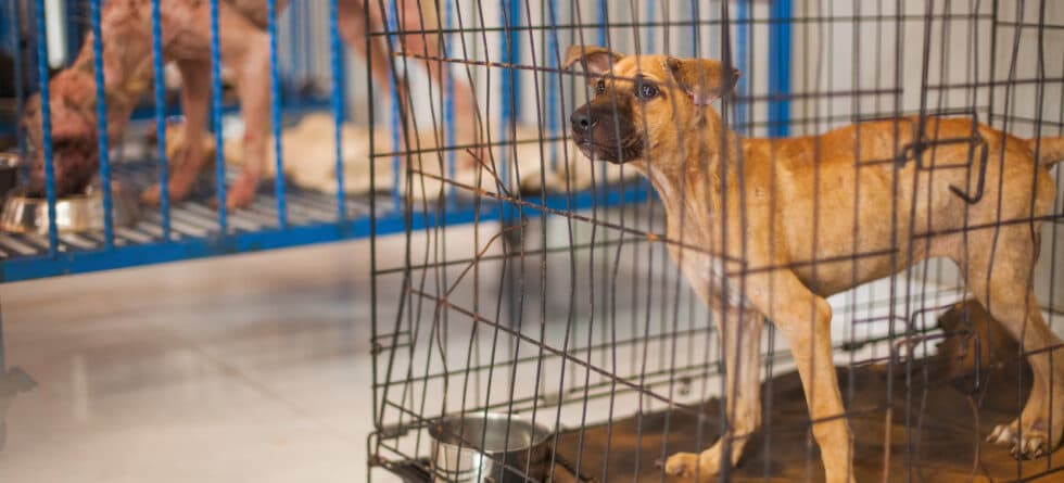 What Are The Warning Signs Of A Puppy Mill?