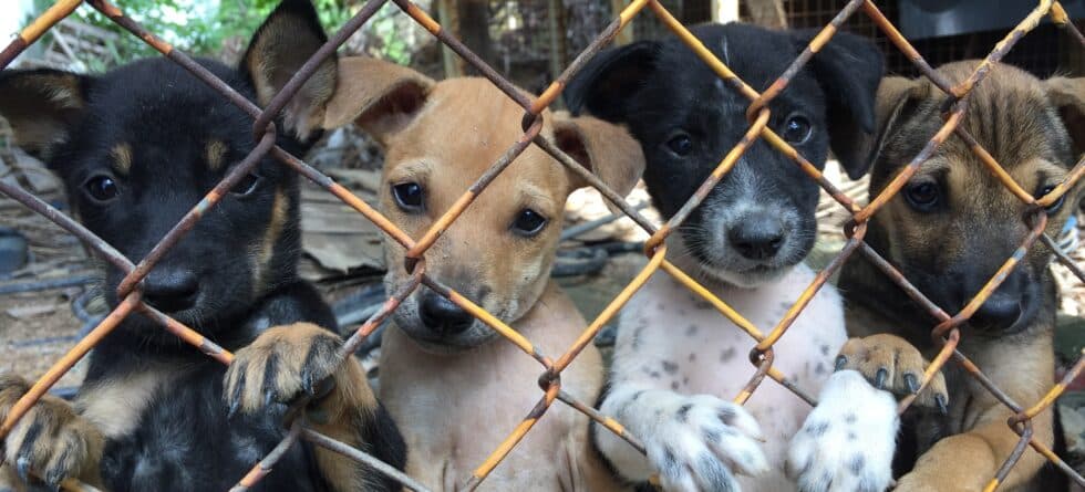 What Do Breeders Do With Puppies They Don’t Sell?