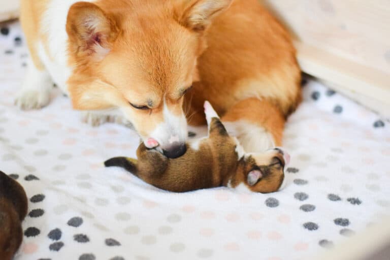 What Happens To Puppies Born Still In Breeding?