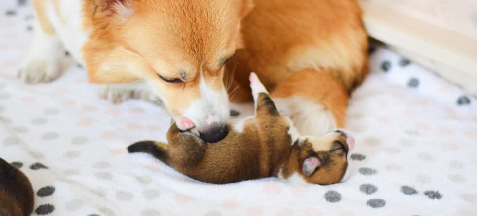 What Happens To Puppies Born Still In Breeding?