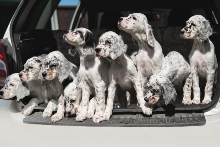 Why Avoid Buying Puppies From Puppy Mills?