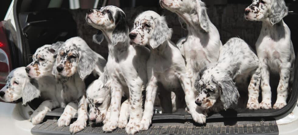 Why Avoid Buying Puppies From Puppy Mills?